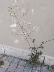 Mycelis muralis