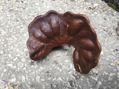 Enterolobium cyclocarpum