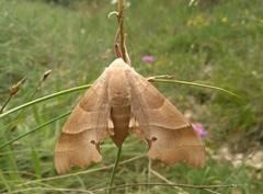 Marumba quercus