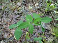 Trifolium medium