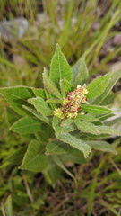 Searsia humpatensis