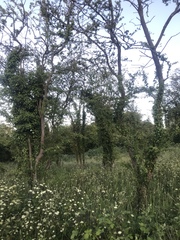 Hedera helix