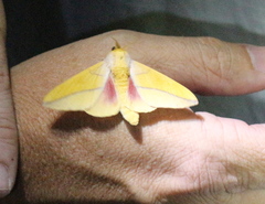 Syssphinx bisecta
