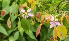 Bauhinia picta