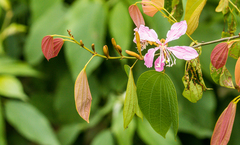 Bauhinia picta
