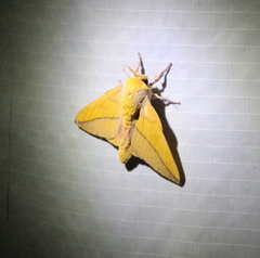 Syssphinx bisecta