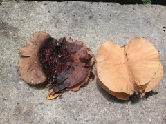 Cavanillesia platanifolia