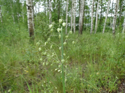 Kiškio ašarėlės nuotrauka