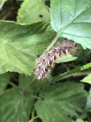 Acronicta rumicis