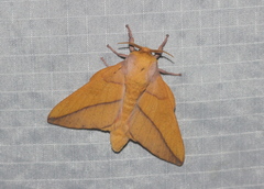 Syssphinx bisecta