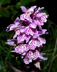 Dactylorhiza saccifera