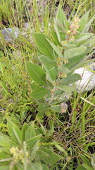 Searsia humpatensis