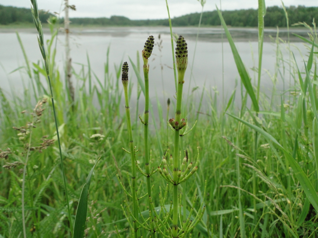 Illustration de Equisetum palustre L.