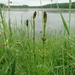 Marsh Horsetail - Photo (c) Kira Marchenkova, some rights reserved (CC BY-NC), uploaded by Kira Marchenkova