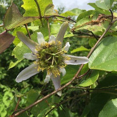 Passiflora bicornis