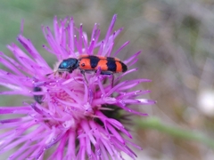 Trichodes leucopsideus