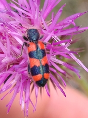 Trichodes leucopsideus