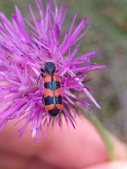 Trichodes leucopsideus