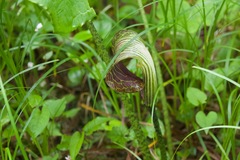 Arisaema griffithii