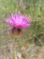 Carduus nigrescens