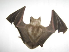Hipposideros