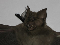 Hipposideros