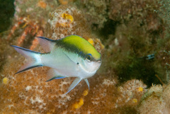 Chromis nitida