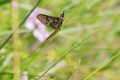 Ephemera vulgata
