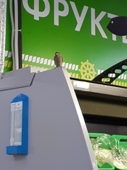 Passer domesticus