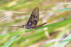 Ephemera vulgata