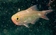 Optivus agastos