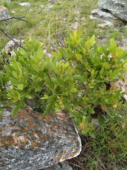 Searsia longipes