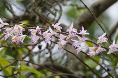 Dendrobium amoenum