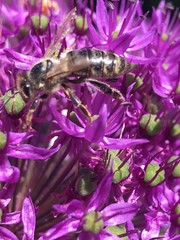 Apis mellifera