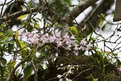 Dendrobium amoenum
