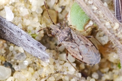 Nysius thymi