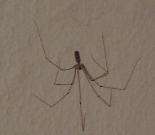 Long-bodied Cellar Spider, Hengelo, photo 8 of 10