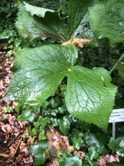 Podophyllum hexandrum