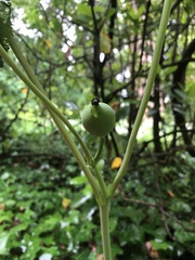 Podophyllum hexandrum