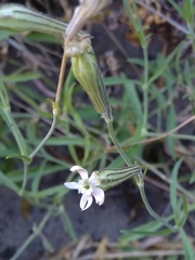 Silene burchellii