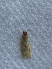 Sparganothis sulfureana