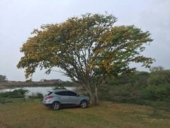 Gonopterodendron arboreum