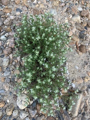 Paronychia argyrocoma