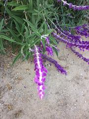 Salvia leucantha