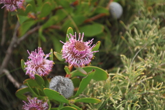 Isopogon cuneatus