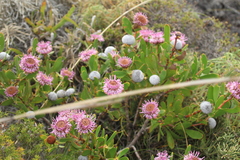 Isopogon cuneatus