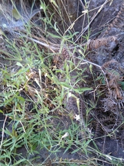 Silene burchellii