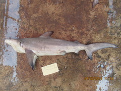 Carcharhinus brevipinna