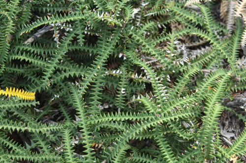 Image of Banksia dryandroides by (c) Em Lamond, some rights reserved (CC BY)