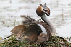 Podiceps cristatus